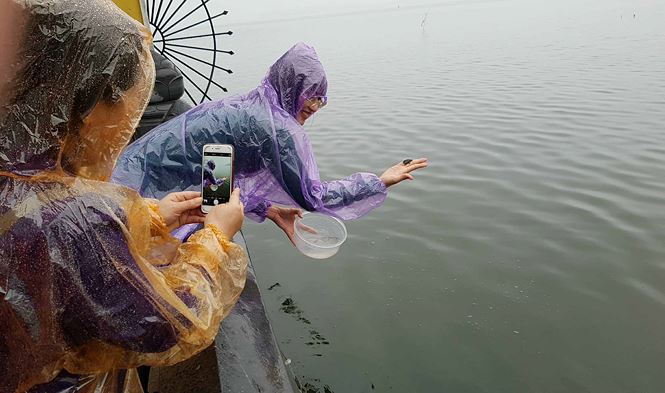 Rùa, cá vừa phóng sinh bị vợt ngay trước mắt tại chùa Trấn Quốc